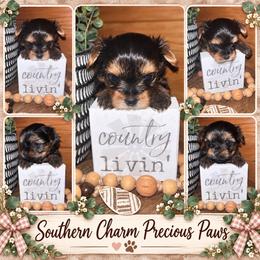 Prince Ozzy Sterling - Black & tan tri-color male Morkie puppy in Dalton, Georgia from Southern Charm Precious Paws