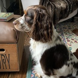 Bandit - English Springer Spaniel