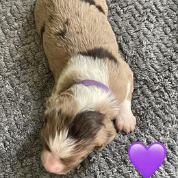 Girl 5 - female Aussiedoodle puppy in Houston, Texas from Waggin’ R Tails