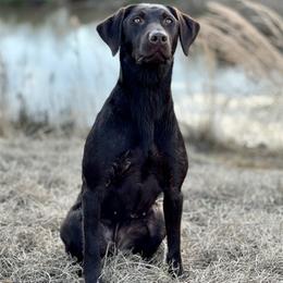 Lucy - Labrador Retriever