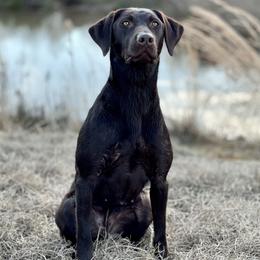 Lucy - Labrador Retriever