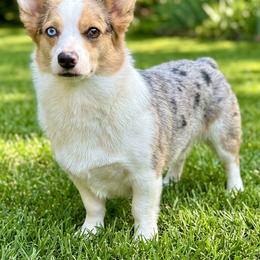 Zoe - American Corgi