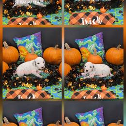 Girl 3 - White and black female Dalmatian puppy in Conrath, Wisconsin from JSF Dalmatians LLC