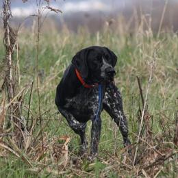 German Shorthaired Pointers from Windheim GSPs