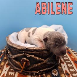 Abilene - White and blue female Rat Terrier puppy in Lynn, Alabama from Cryptic Rat Terriers