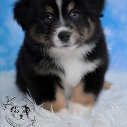 Singapore - Black tri-color male Australian Shepherd puppy in Fultonville, New York from Sandy Aussies & Pomeranians
