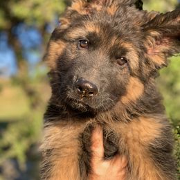 German Shepherd Puppies from Top Shepherd kennel