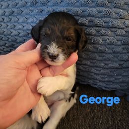 George - Black and white male Cavapoo puppy in Bourbonnais, Illinois from Maggie's Cavapoo Puppies