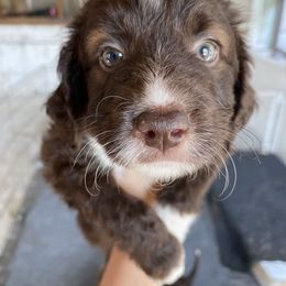 Clover - Aussiedoodle puppy in Viola, Idaho from LaFarm Doodles
