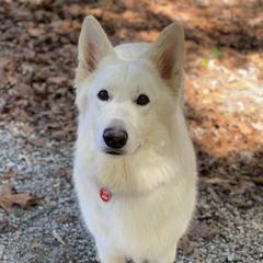 GOOSE - Berger Blanc Suisse