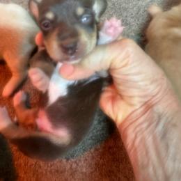 ROCKY - Chocolate and tan male Dachshund puppy in Polo, Missouri from Blue Tails Farm