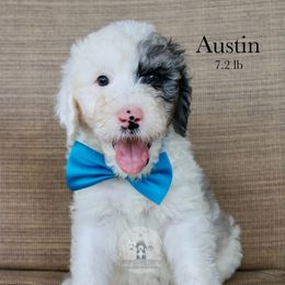 Austin - Blue merle and white male Sheepadoodle puppy in Comanche, Texas from Central Texas Doodles, LLC.