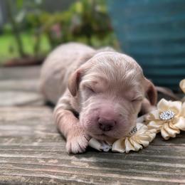 Funshine Bear - Apricot female Goldendoodle puppy in Camden, North Carolina from Oopsie Doodles of NC