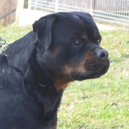 Badr  - Rottweiler