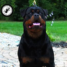 Lady - Rottweiler