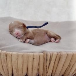 Finn - Apricot male Cavapoo puppy in Arlington, Texas from Van Haselen Poodles and Doodles