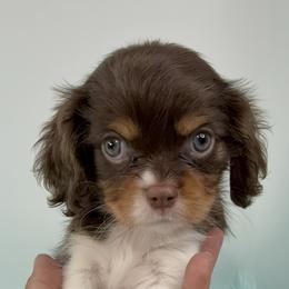 Cavalier King Charles Spaniel, Cavapoo, and Poodle Puppies from Mario’s Pups
