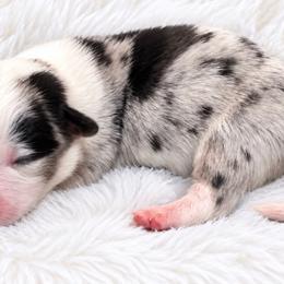 Dusty - Blue merle and white male Cardigan Welsh Corgi puppy in Kerens, West Virginia from Leather & Lace
