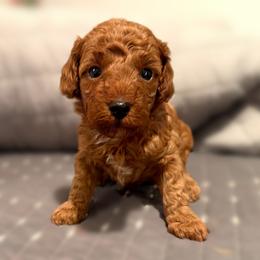 Peter - Red  male Poodle puppy in Bells, Texas from Partridge Doodles and Poodles