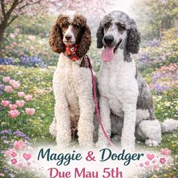 Poodle puppies from Dogtastic Poodles