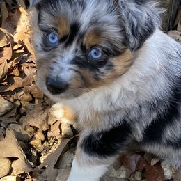 Miniature Australian Shepherd and Toy Australian Shepherd Puppies from Rye Hill Aussies