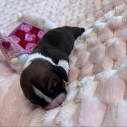 Boy 2 - Black brown and white male Basset Hound puppy in Manteca, California from AKC Basset Hounds Puppy