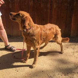 "Tully" Golden Retriever All Grown Up from Wishaw Whisky Golden Retrievers