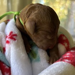 Fern - Red  female Goldendoodle puppy in Arcadia, California from Ginger Doodles