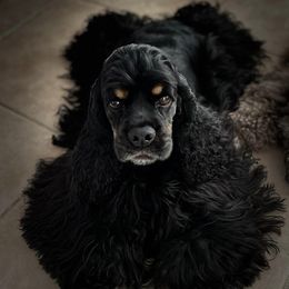 Cocker Spaniel and English Cocker Spaniel All Grown Up from Jesselle Cocker Spaniels