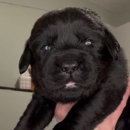 Peppermint Patty - Black female Labrador Retriever puppy in Cleveland, Ohio from Brookside Labrador Retrievers