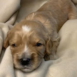 Toby - Cavapoo puppy from Catella Cavaliers and Cavapoos