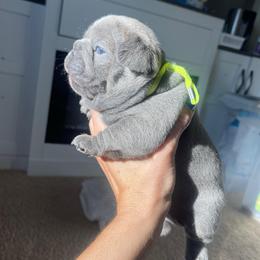 Mochi lilac from OFA'd parents - Fawn male French Bulldog puppy in Billings, Montana from Montana Made Frenchies