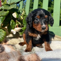 Bernedoodle Puppies from East Coast Bernedoodles
