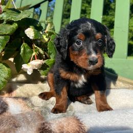 Bernedoodle Puppies from East Coast Bernedoodles