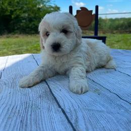 Max - Cream male Assorted Doodle Crosses puppy in Moulton, Iowa from Shondel Puppy Paws