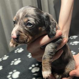 Saugy (Blue collar) - Dapple male Dachshund puppy in Saint Albans, Maine from Australian Cattle Cuties and littles