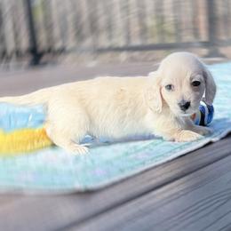 Tiny Lenard - Cream male Dachshund puppy in Richmond, Virginia from Irresistible Dachshunds & Cavaliers