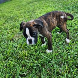 Puppy 1 - Brindle male Boxer puppy in Eden Nc, North Carolina from Clearview boxers
