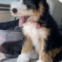 Bernedoodle Puppies from Puptown Bernedoodles