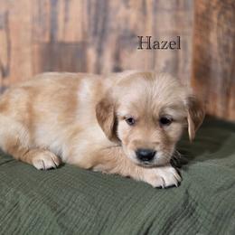 Hazel - Golden female Golden Retriever puppy in Fruitland, Idaho from Bethel Retrievers