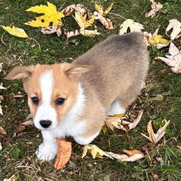 Susie - Sable female Pembroke Welsh Corgi puppy in Blair, Wisconsin from Sandy’s Pet Grooming and Boarding & AKC Corgis