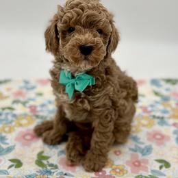 Mickey - Red  Poodle puppy in Munster, Indiana from Miranda’s Sunshine Poodles and Doodles