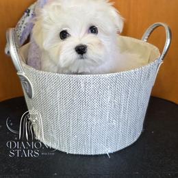 Diamond Star's Marshmallow - White male Maltese puppy in Brooklyn, New York from Diamond Stars Maltese