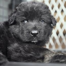 Shiloh Shepherd Puppies from Stunning Shiloh Shepherds