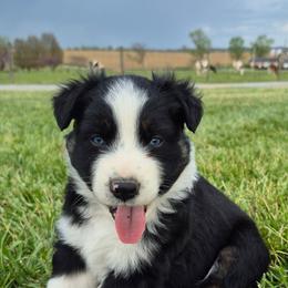 Iggy - Black tri-color male Australian Shepherd puppy in Harrodsburg, Kentucky from Triple M Aussies