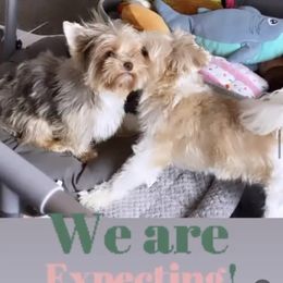 Yorkshire Terrier puppies from Colorful Yorkies