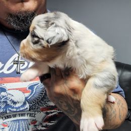 Miniature Australian Shepherd Puppies from Bornagain Paws