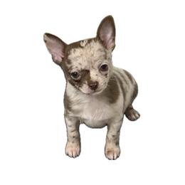 AKC Mario - Merle male Chihuahua puppy in Cincinnati, Ohio from Cincy Chis