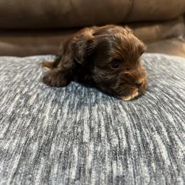 Miniature Schnauzer Puppies from A.R Miniature Schnauzers