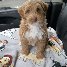 Australian Labradoodle Puppies from Integrity Labradoodles
